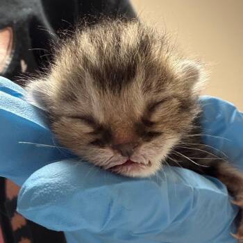 Domestic Short Hair Cats Available for Adoption in Yuma, Arizona - Nyx | PetCurious