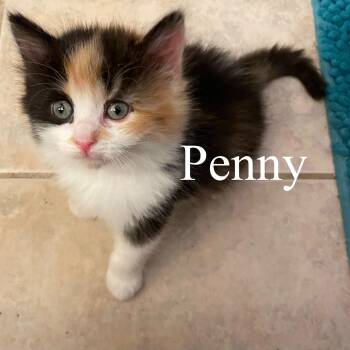 Penny -  Domestic Short Hair Cat for Adoption in San Tan Valley, Arizona - Penny | PetCurious
