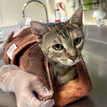 Crystal -  Domestic Short Hair Cat for Adoption in Asheville, North Carolina - Crystal | PetCurious
