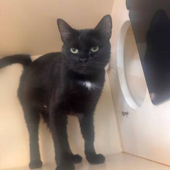 Regina -  Domestic Short Hair Cat for Adoption in Lake Jackson, Texas - Regina | PetCurious