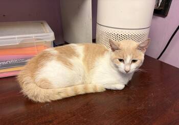 Triscuit -  Domestic Short Hair Cat for Adoption in Cortland, New York - Triscuit | PetCurious