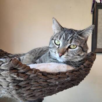 Tabby Cats Available for Adoption - Pretzel | PetCurious