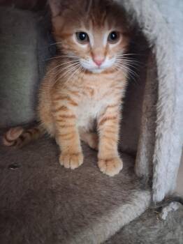 Domestic Short Hair Cats Available for Adoption in Wheaton, Illinois - Avery | PetCurious