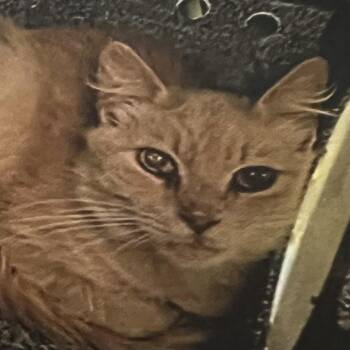 Domestic Medium Hair Cats Available for Adoption in Winston-salem, North Carolina - Dudley | PetCurious