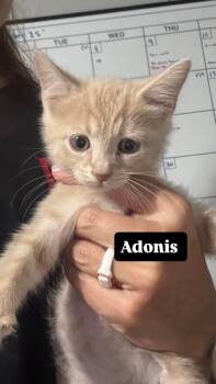 Adonis -  Domestic Short Hair Cat for Adoption in Clarksville, Tennessee - Adonis | PetCurious