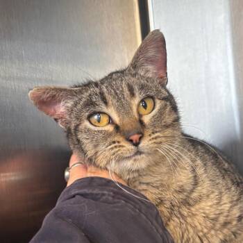 Domestic Short Hair Cats Available for Adoption - Tabitha | PetCurious