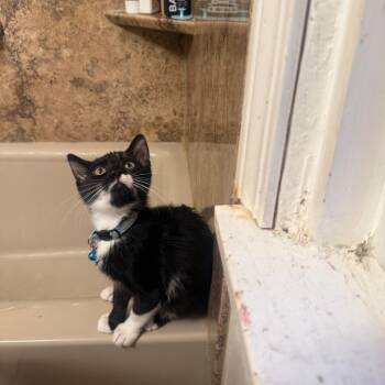 Crowley -  Domestic Short Hair Cat for Adoption in Aspinwall, Pennsylvania - Crowley | PetCurious
