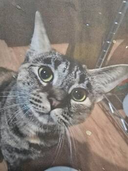 LUCKY -  Domestic Short Hair Cat for Adoption in Southbury, Connecticut - LUCKY | PetCurious