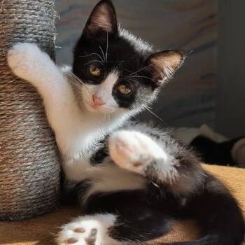 Virginia- Best Friends with Beatrice -  Domestic Short Hair Cat for Adoption in West Jefferson, Ohio - Virginia- Best Friends With Beatrice | PetCurious