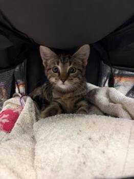 Annabelle -  Domestic Short Hair Cat for Adoption in Atlanta, Georgia - Annabelle | PetCurious