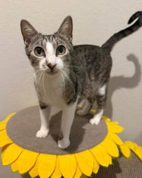 Domestic Short Hair Cats Available for Adoption in Magnolia, Texas - Marney | PetCurious