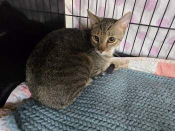Domestic Short Hair Cats Available for Adoption in Southbury, Connecticut - Prince Charming | PetCurious