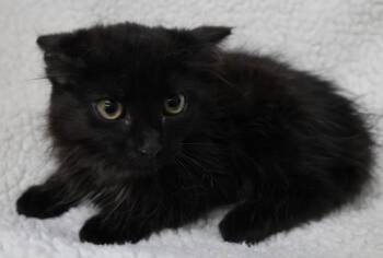 Bailey -  Domestic Long Hair Cat for Adoption in Thief River Falls, Minnesota - Bailey | PetCurious