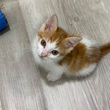 Domestic Medium Hair Cats Available for Adoption in Westminster, California - Shut The Front Door | PetCurious