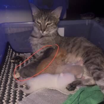 Tweety -  Domestic Short Hair Cat for Adoption in NEW PT RICHEY, Florida - Tweety | PetCurious