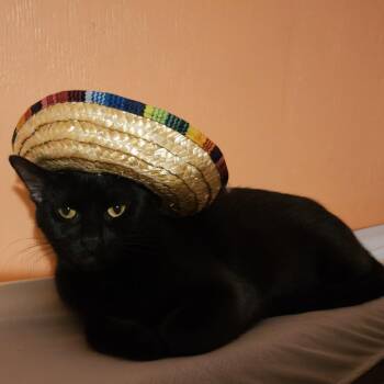 Petunia (mom) NB -  Domestic Short Hair Cat for Adoption in Austin, Texas - Petunia (mom) NB | PetCurious