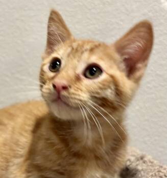 Domestic Short Hair and Tabby Cats Available for Adoption in Antioch, California - George (bonded With Harry) | PetCurious