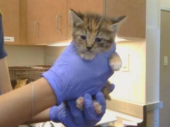 STARBURST -  Domestic Short Hair Cat for Adoption in Sacramento, California - STARBURST | PetCurious