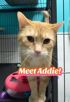 Domestic Short Hair Cats Available for Adoption - Addie | PetCurious