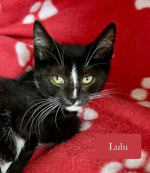 Lulu -  Domestic Short Hair Cat for Adoption in Chalfont, Pennsylvania - Lulu | PetCurious