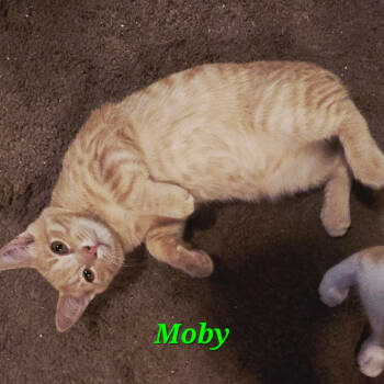 Rescue Domestic Short Hair Cats for Adoption in Saint Paul, Minnesota - Moby | PetCurious