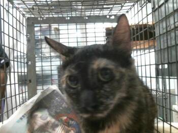 KENSY -  Domestic Long Hair and Domestic Short Hair Cat for Adoption in Houston, Texas - KENSY | PetCurious