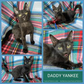 Daddy Yankee -  Domestic Short Hair Cat for Adoption in Corpus Christi, Texas - Daddy Yankee | PetCurious