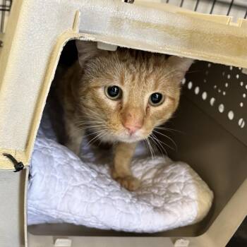 Domestic Short Hair Cats Available for Adoption - Tommaso | PetCurious