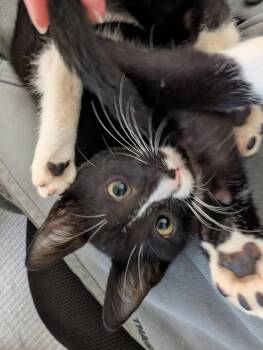 Doobie -  Domestic Short Hair Cat for Adoption in Dublin, Ohio - Doobie | PetCurious