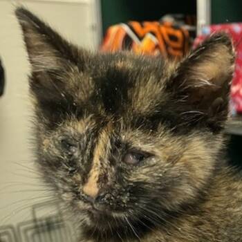 Rescue Domestic Short Hair Cats for Adoption in Las Cruces, New Mexico - Crunch | PetCurious