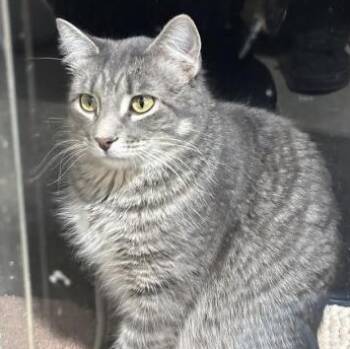 American Shorthair Cats Available for Adoption - Peter | PetCurious