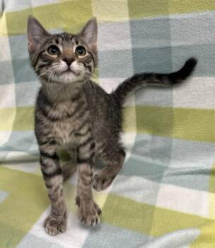 BamBam -  Domestic Short Hair Cat for Adoption in Richland Hills, Texas - BamBam | PetCurious