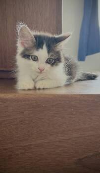 Pistachio -  Domestic Long Hair Cat for Adoption in West Palm Beach, Florida - Pistachio | PetCurious