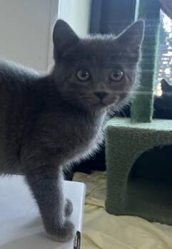 Clam basket -  Domestic Short Hair Cat Available for Adoption in West Chester, Pennsylvania - Clam Basket | PetCurious