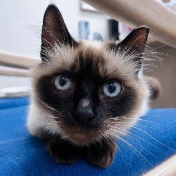 Siamese Cats Available for Adoption in Los Angeles, California - Stormi | PetCurious