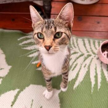 Kiki -  Domestic Short Hair Cat for Adoption in Holiday Hills, Illinois - Kiki | PetCurious