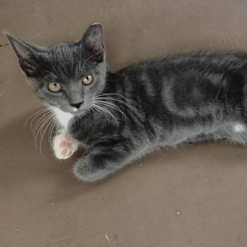 SMUKO -  Domestic Short Hair Cat for Adoption in Charlotte, North Carolina - SMUKO | PetCurious