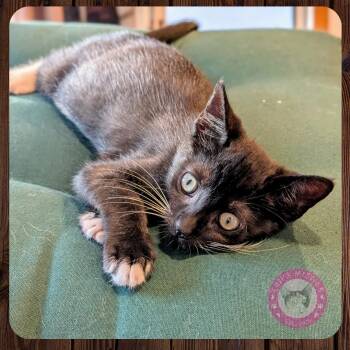 Rescue Domestic Short Hair Cats for Adoption in Santa Ana, California - Murphy | PetCurious