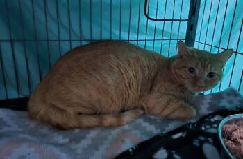 Rescue Domestic Short Hair Cats for Adoption in Dickson, Tennessee - Frisky | PetCurious