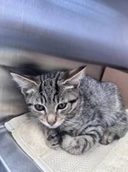 Cheesecake Cup -  Domestic Short Hair Cat for Adoption in West Chester, Pennsylvania - Cheesecake Cup | PetCurious