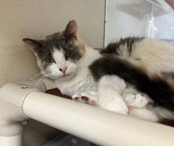 ISABELLE -  Domestic Short Hair Cat for Adoption in Springfield, Massachusetts - ISABELLE | PetCurious