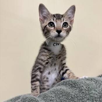 Chester -  Domestic Short Hair Cat for Adoption in Richmond, Virginia - Chester | PetCurious