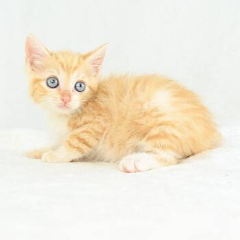 Blanche -  Domestic Short Hair Cat for Adoption in Mobile, Alabama - Blanche | PetCurious