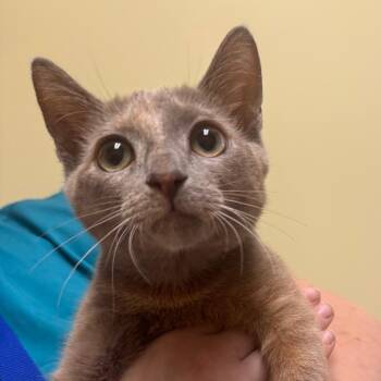 Snowflake -  Domestic Short Hair Cat for Adoption - Snowflake | PetCurious