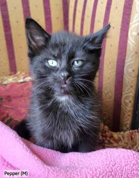 Pepper -  Domestic Long Hair Cat for Adoption in Rochester Hills, Michigan - Pepper | PetCurious
