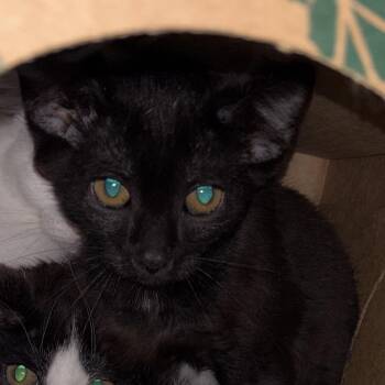 Robin -  Domestic Short Hair Cat for Adoption in Bristol, Indiana - Robin | PetCurious