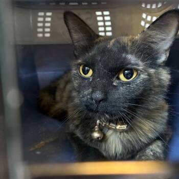 Sasha - At Butler Campus -  Domestic Short Hair Cat for Adoption in Flagstaff, Arizona - Sasha - At Butler Campus | PetCurious