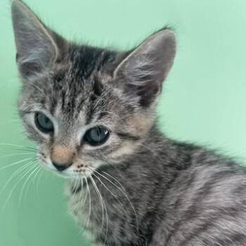Lunch -  Domestic Short Hair Cat for Adoption in Philadelphia, Pennsylvania - Lunch | PetCurious