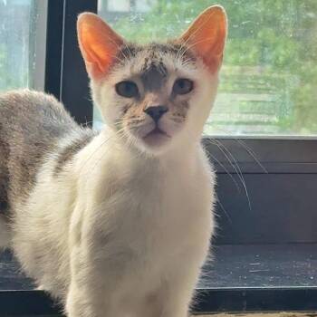 Gooseberry -  Domestic Short Hair Cat for Adoption in New York, New York - Gooseberry | PetCurious