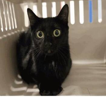 Twyla -  Domestic Short Hair Cat for Adoption in Calgary, Alberta - Twyla | PetCurious